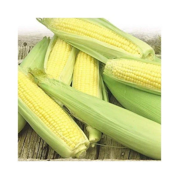Bulk Sweet Corn Seeds 200 Count Golden Bantam Super Sweet Zea mays Non-GMO Heirloom Garden Seeds for Home Planting