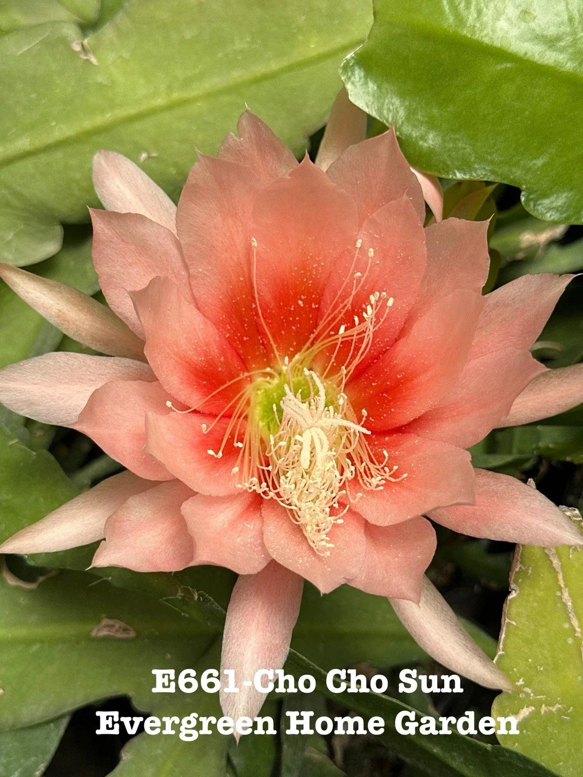 Epiphyllum Orchid Cactus "Cho Cho Sun" 4" Starter Pot - Rooted Indoor Houseplant - Epiphyllum spp. - Easy Care, Vibrant Blooms