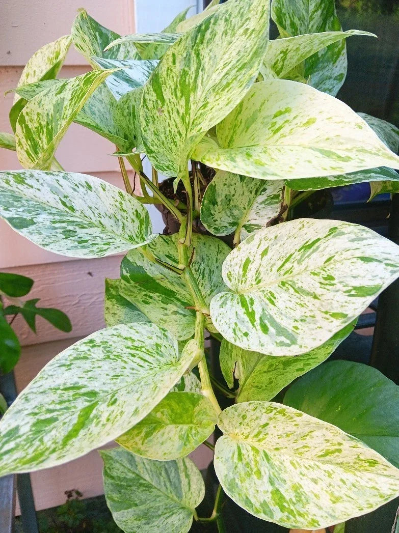Snow Marble Queen Pothos Cuttings - 3 Fresh Cuttings - Epipremnum aureum - No Roots - Variegated Green & White Leaves
