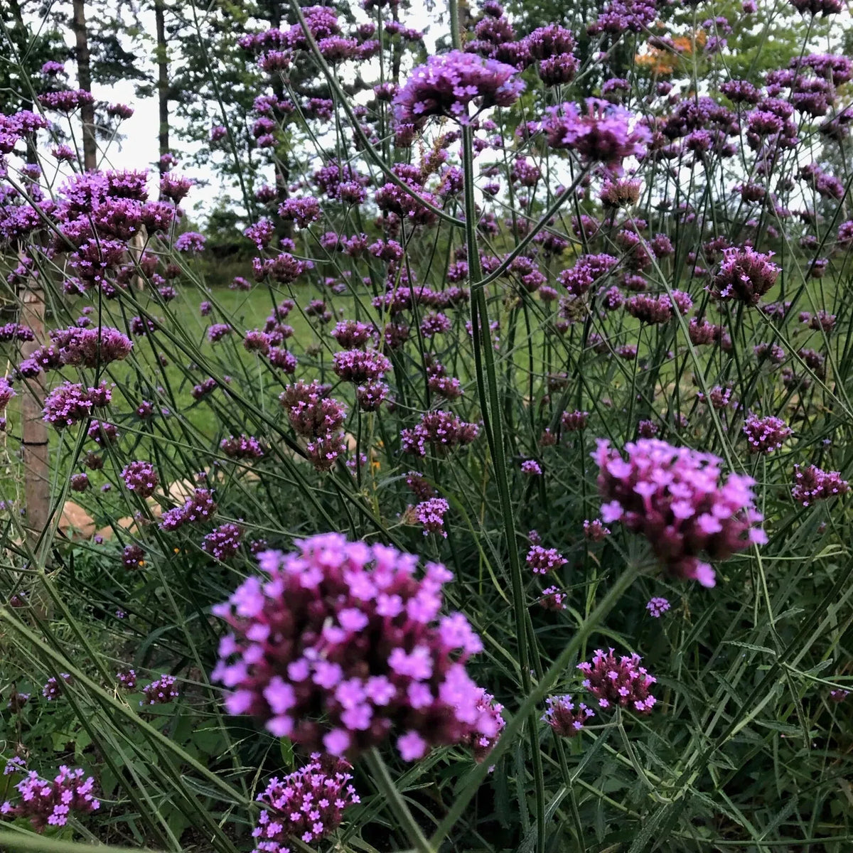Verbena Bonariensis Purpletop Vervain Plant - One Root - Purple Flowering Tender Perennial - Pollinator Friendly