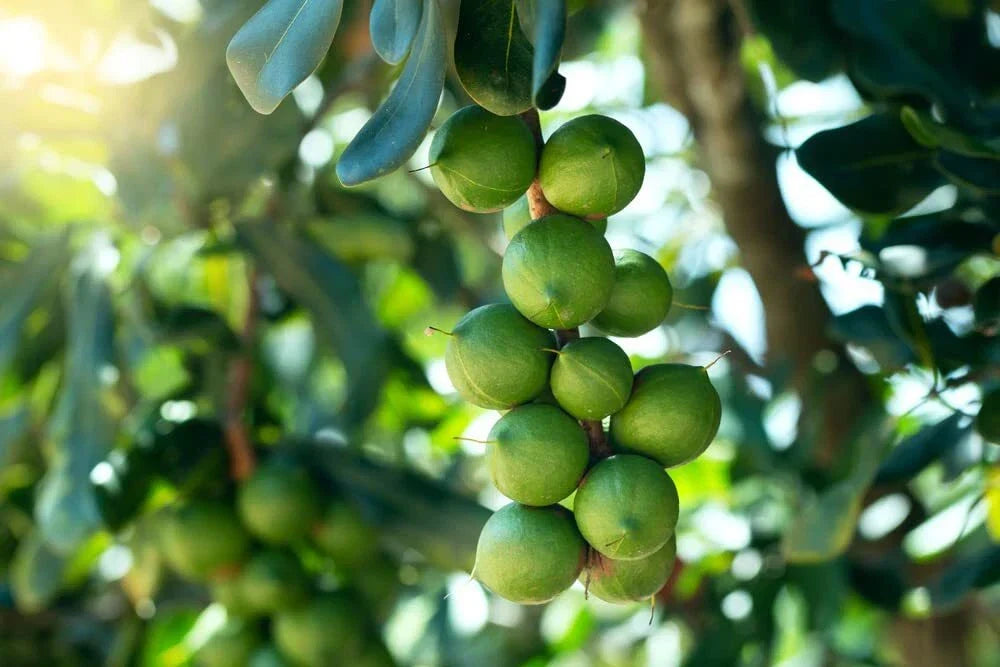 Macadamia Nut Tree Seeds 5 Pack - Macadamia integrifolia - Premium Quality - Grown in Iowa, USA - Ideal for Home Gardening