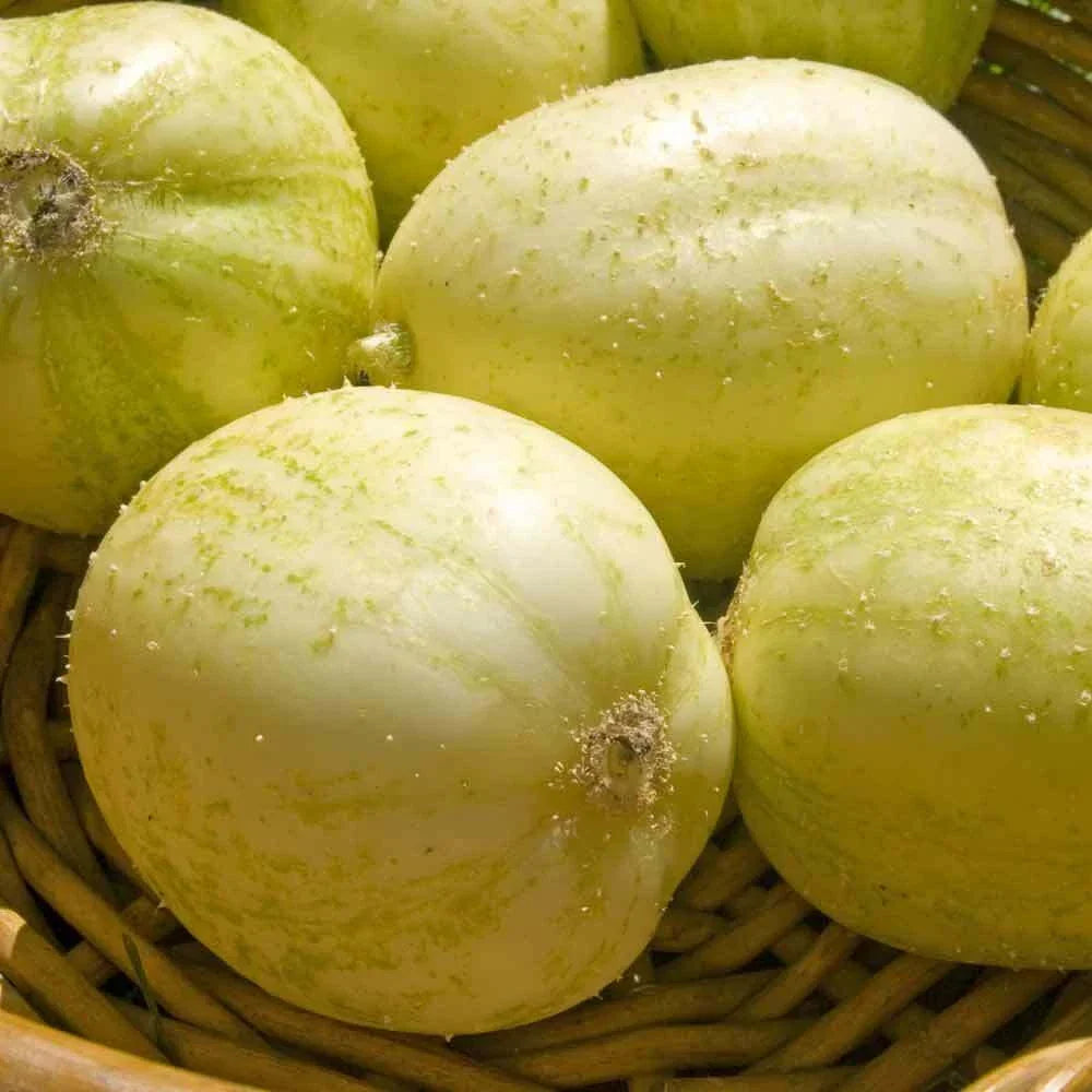 Crystal Apple Cucumber Seeds - 20+ Heirloom NON-GMO - Cucumis sativus - Unique Round Shape for Vegetable Garden