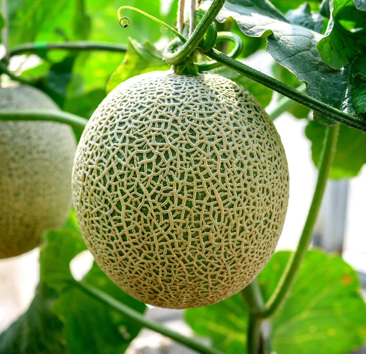 Cantaloupe Seeds (100+ Seeds) - Hale Variety, Non-GMO, Cucumis melo, Home Garden, USA Grown, High Germination Rate