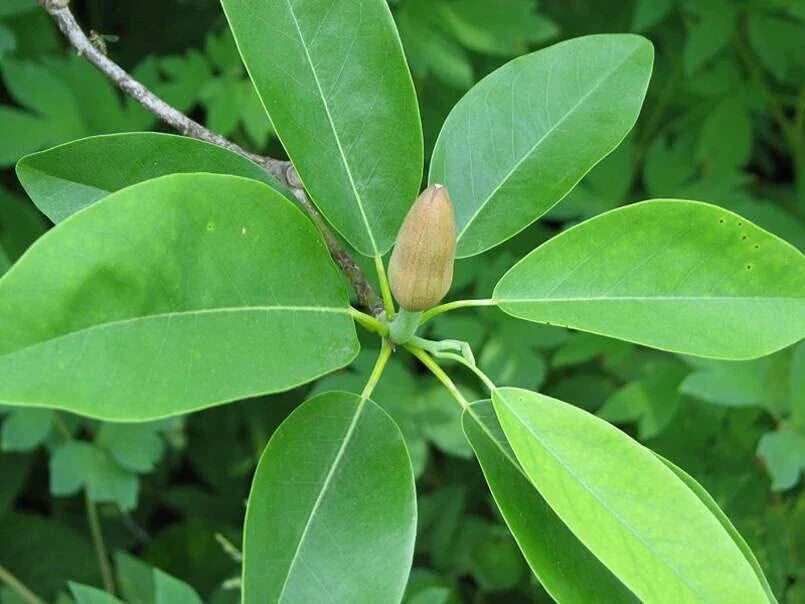 Sweetbay Magnolia Tree Seeds - 30 Count - Northern Variety - Magnolia virginiana - Fragrant White Flowers