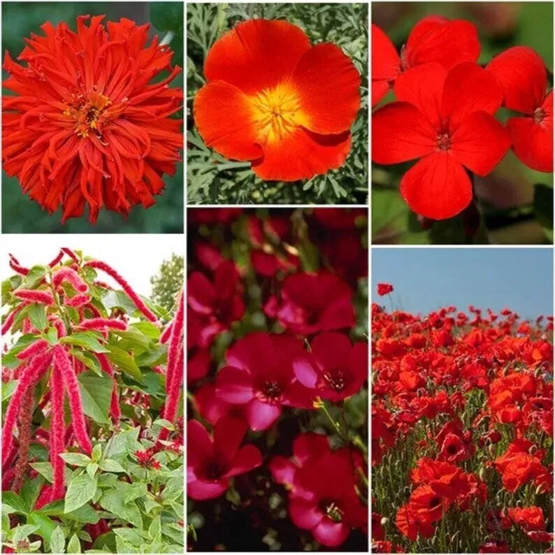 Red Wildflower Seed Mix - 200 Organic Seeds - Non-GMO Native Plants for Gardens & Pollinators - Various Species