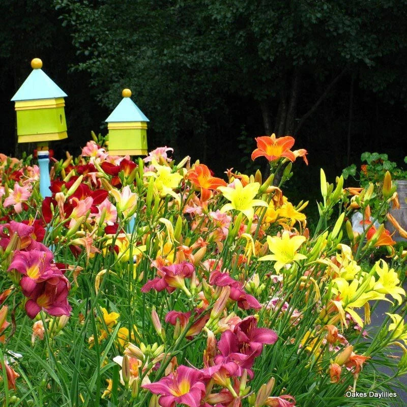 Mixed Color Daylily Live Starter Plants Set of 2 - Hemerocallis - Bare Root Easy to Grow Perennials for Garden