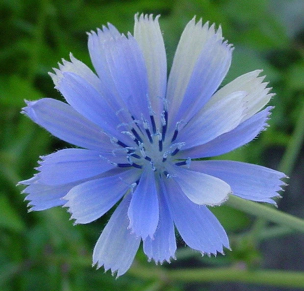 Chicory Seeds 1000 Count - Blue Beauty - Coffee Substitute - Cichorium intybus - Non-GMO, Easy to Grow, Attracts Pollinators