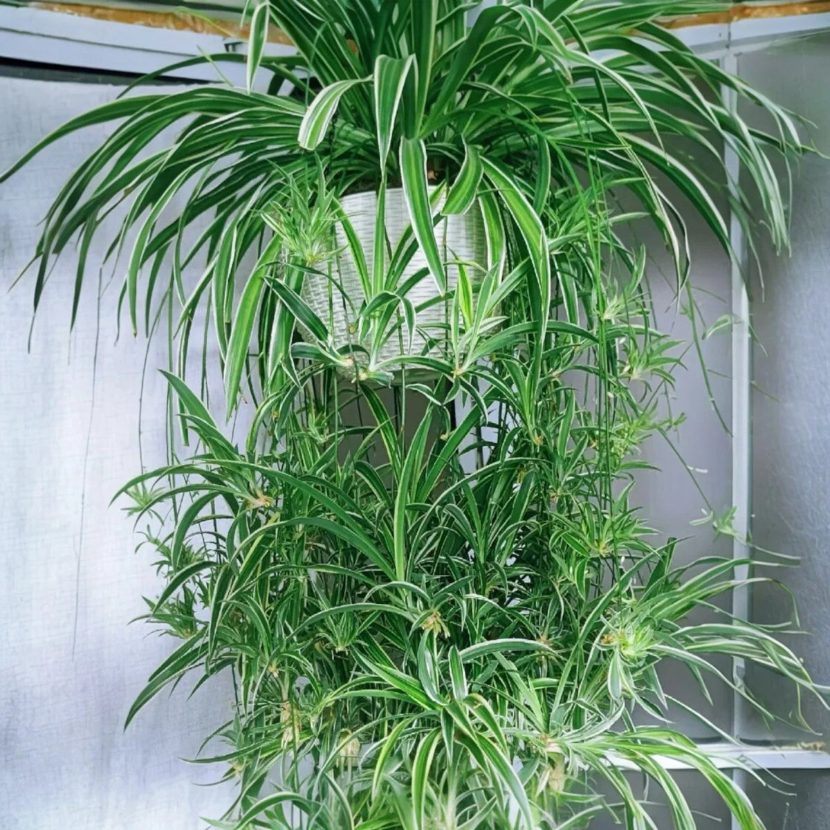 Reverse Variegated Spider Plant Cuttings - 2PCS - Air-Purifying - Chlorophytum comosum - Easy Care Indoor Plants