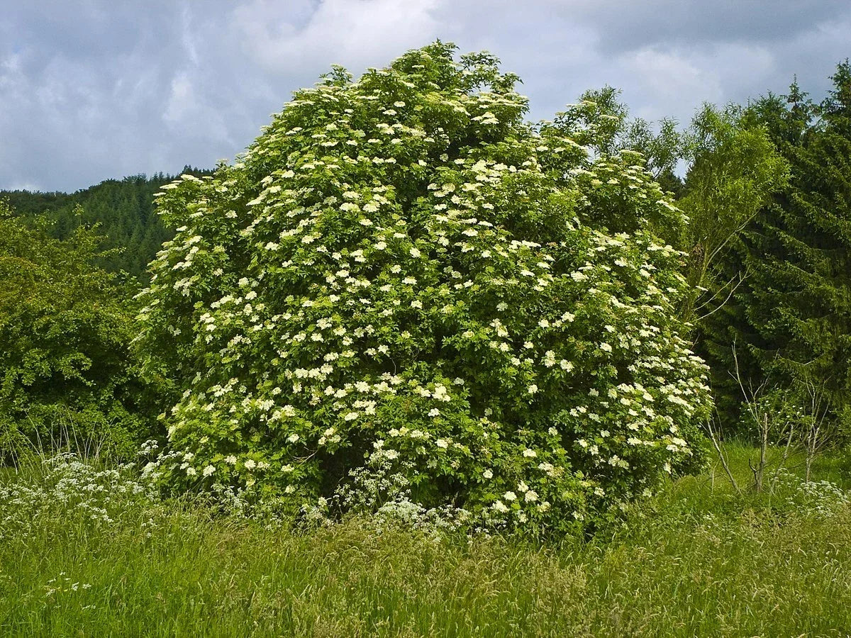 Black Elderberry Seeds 50 Count Organic Superfood Sambucus nigra for Health Benefits, Pollinator Friendly Garden Plants