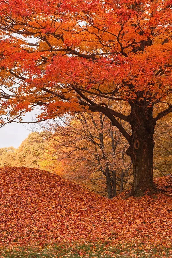 Maple Seedling Trees 2 Pack - Fast Growing Shade Trees with Vibrant Fall Foliage - Acer spp. - Perfect for Gardens and Landscapes