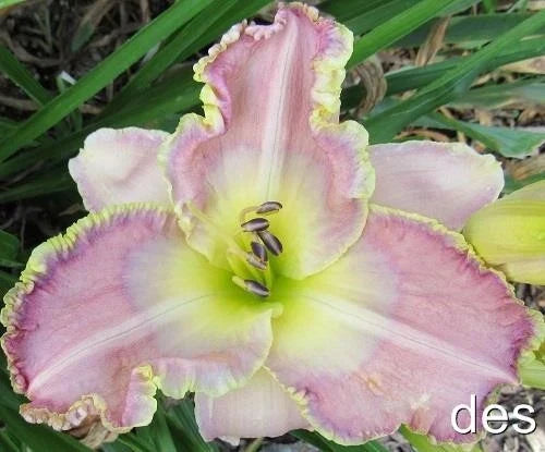 Daylily Live Plant ~ Ginny Mitchell ~ Yellow Orange Blooms ~ Hemerocallis 'Ginny Mitchell' ~ Rebloomer, Low Maintenance, Pollinator Friendly