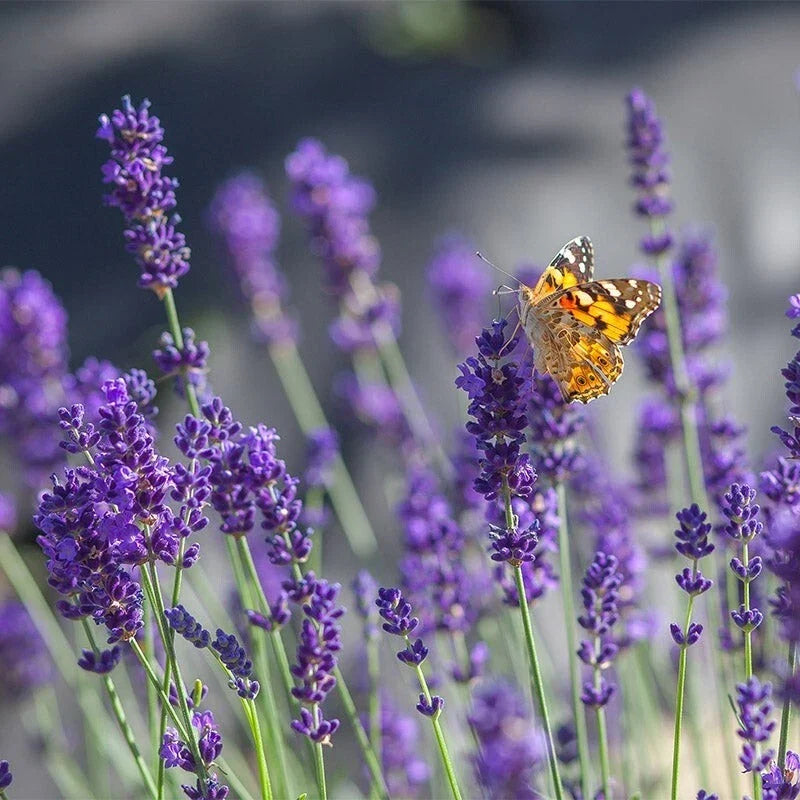 Set of 2 Lavender Live Plants - Aromatic Herb Seedlings - Lavandula angustifolia - Ready to Grow Purple Flowers