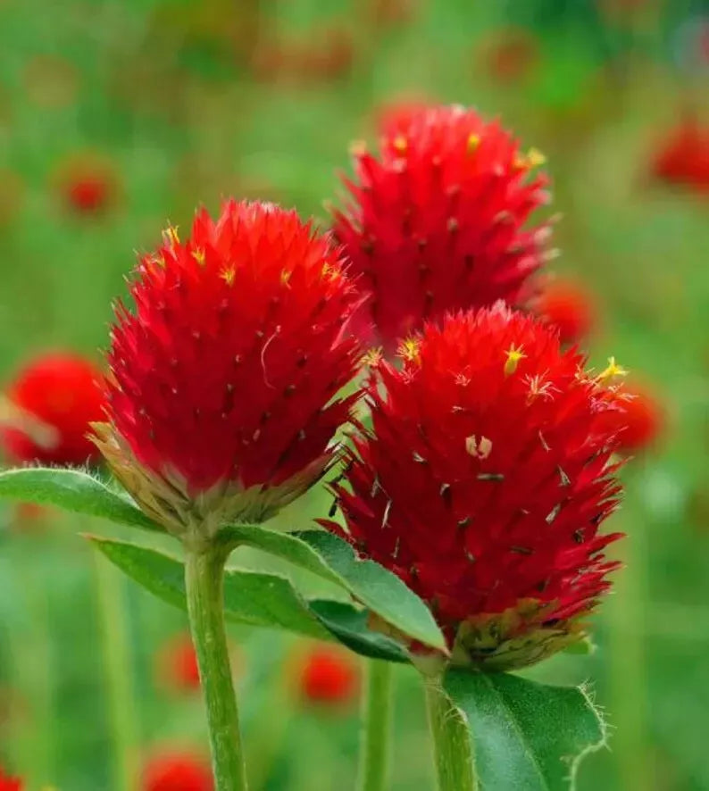 Organic Globe Amaranth Seeds - 200 Strawberry Fields Seeds - Gomphrena globosa - Non-GMO, Vibrant Red Blooms, Free Shipping