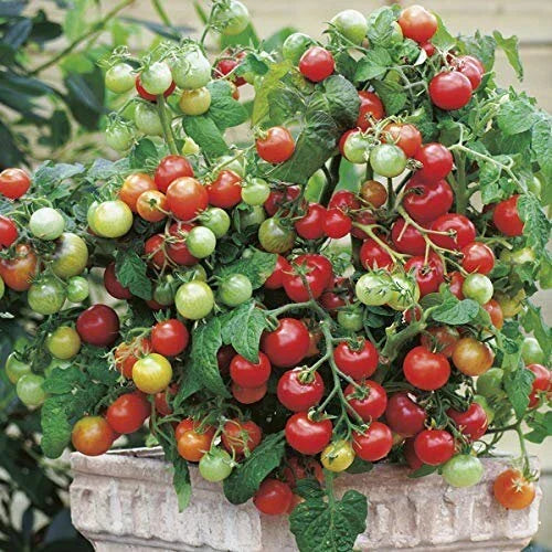 Tiny Tim Tomato Seeds | Heirloom Non-GMO | Cherry Tomato | Solanum lycopersicum | Ideal for Containers
