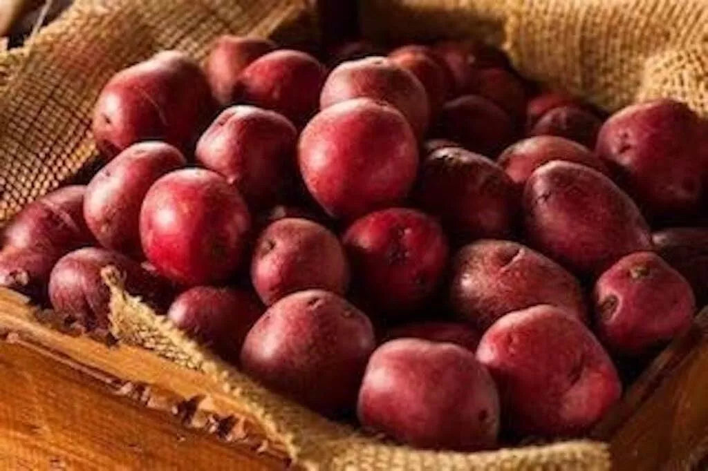 Red Pontiac Seed Potatoes - Medium Size - High Yield Variety - Solanum tuberosum - Ideal for Home Gardening