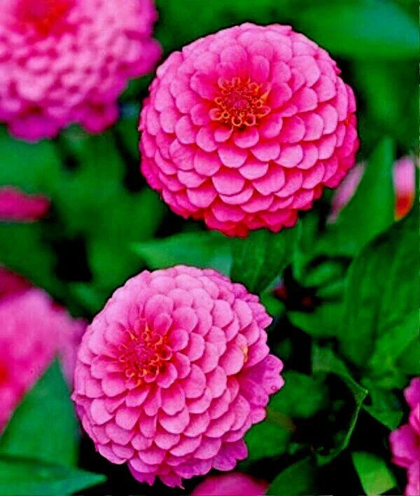 Pink Zinnia Flower Seeds - 100+ Non-GMO Annual Cut Flowers - Zinnia elegans Luminosa - Vibrant Pink Blooms for Garden