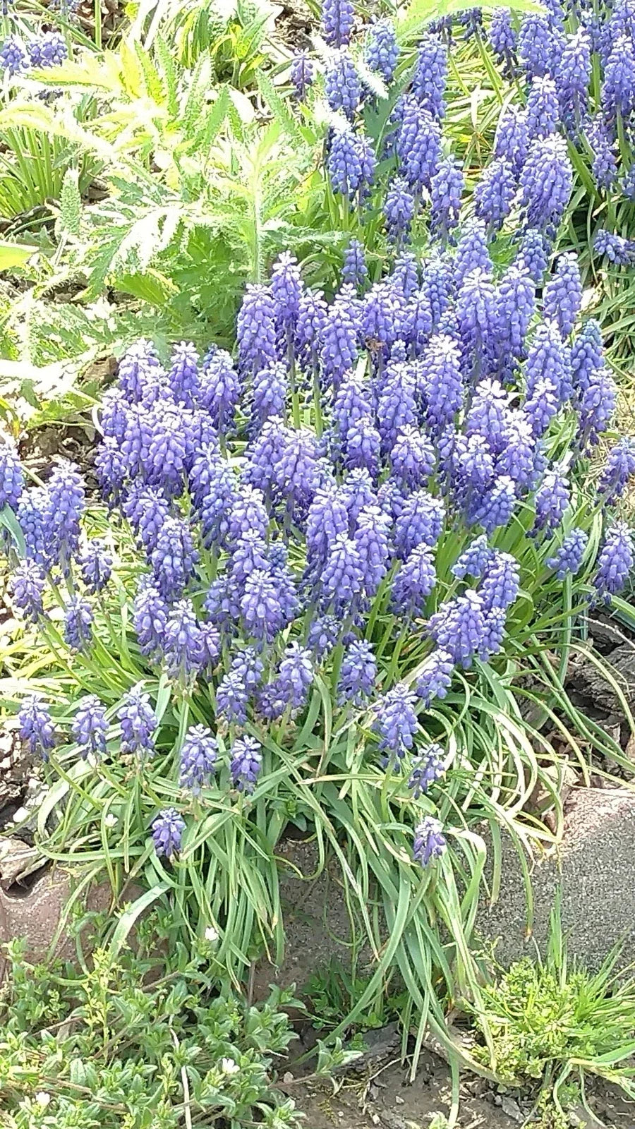Grape Hyacinth Bulbs - 10 Bare Root Muscari Bluebells - Perennial Blue Flowers for Garden - Muscari armeniacum