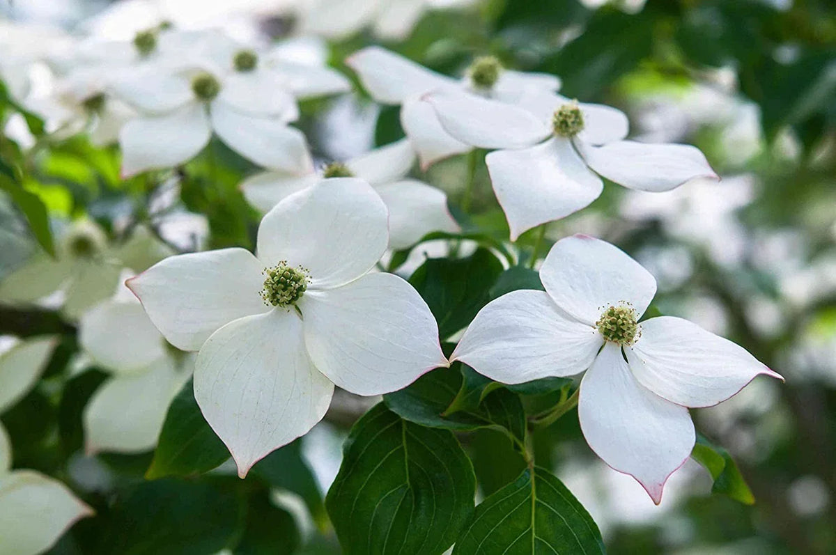 Flowering Kousa Dogwood Seeds for Planting, Cornus kousa, Hardy Ornamental Tree Seeds, Ideal for Landscaping