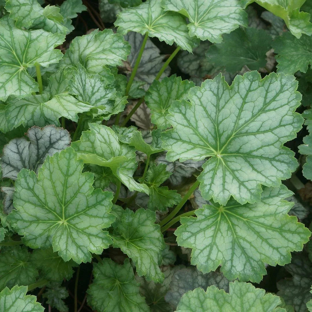 Heuchera americana 'Dale's Strain' Coral Bells Bare Root Plant - Silver-Blue Foliage, Drought Tolerant Perennial Ground Cover