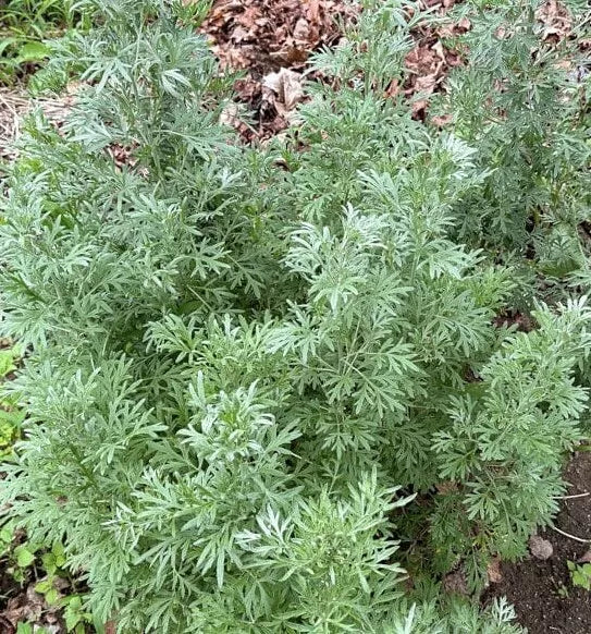 1000+ Absinthe Wormwood Seeds - Perennial Silvery-Green Foliage - Artemisia absinthium - USA Grown