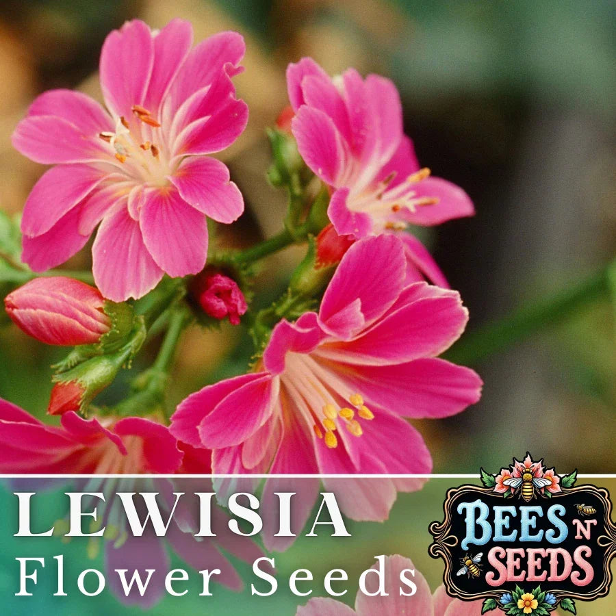 Lewisia Seeds Pack - Magenta Flower Seeds, Non-GMO, Lewisia cotyledon, Perennial Garden Plant - 35 or 100 Seeds