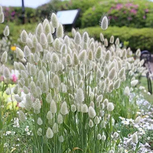 Bunny Tails Seeds - 30 Pack Ornamental Grass - Lagarus Ovatus - Drought-Tolerant, Unique Texture, Garden Decoration
