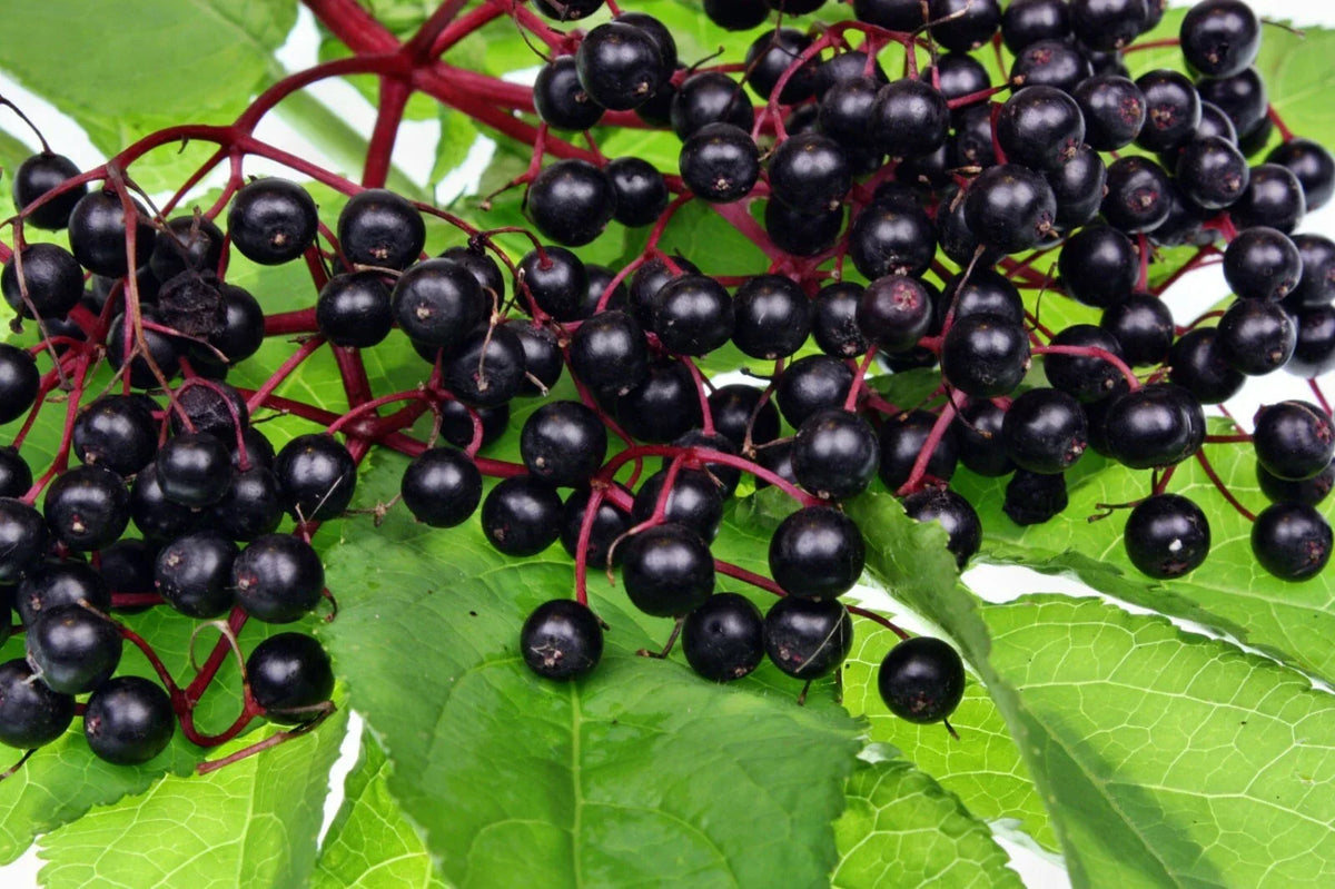Elderberry Live Plant Set of 2 Bare Root Sambucus Nigra Edible Black Berries Deciduous Shrub Gardening Starter