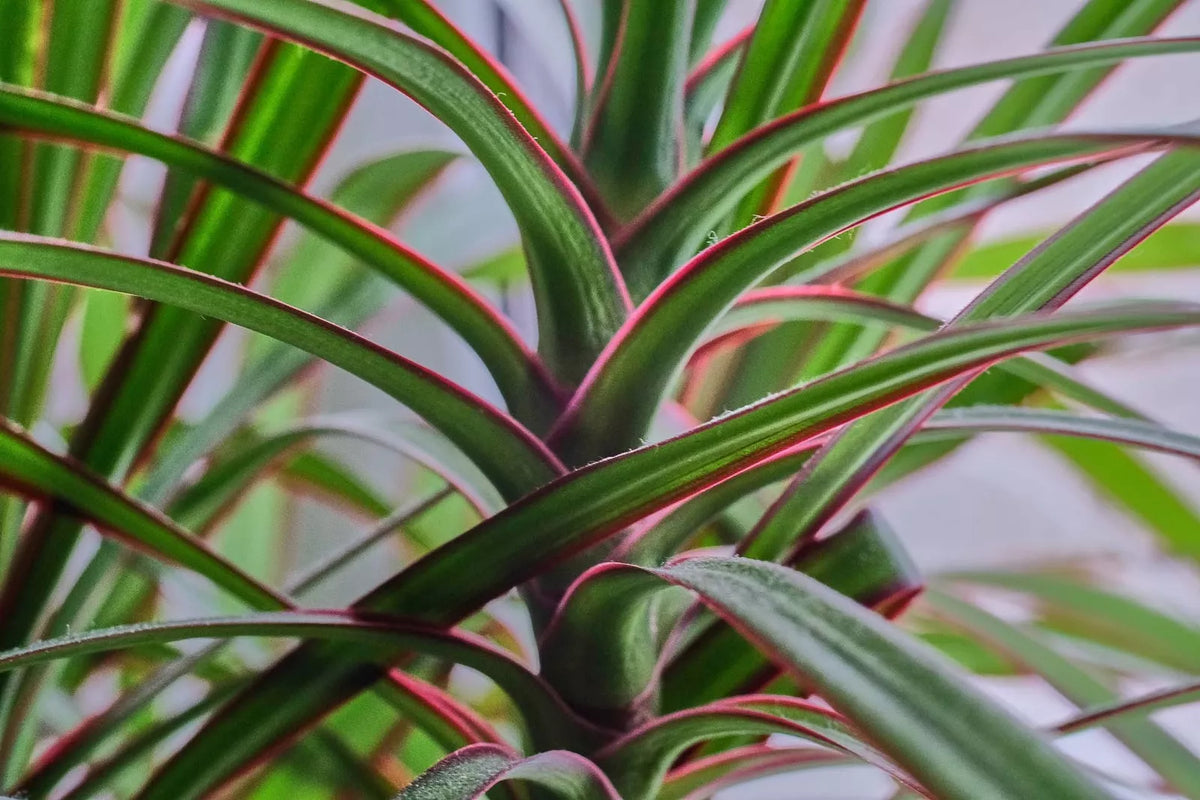 Dracaena Spikes Seeds - 500 Count - Dracaena Sanderiana - Indoor/Outdoor Planting - Tropical Foliage for Gardens