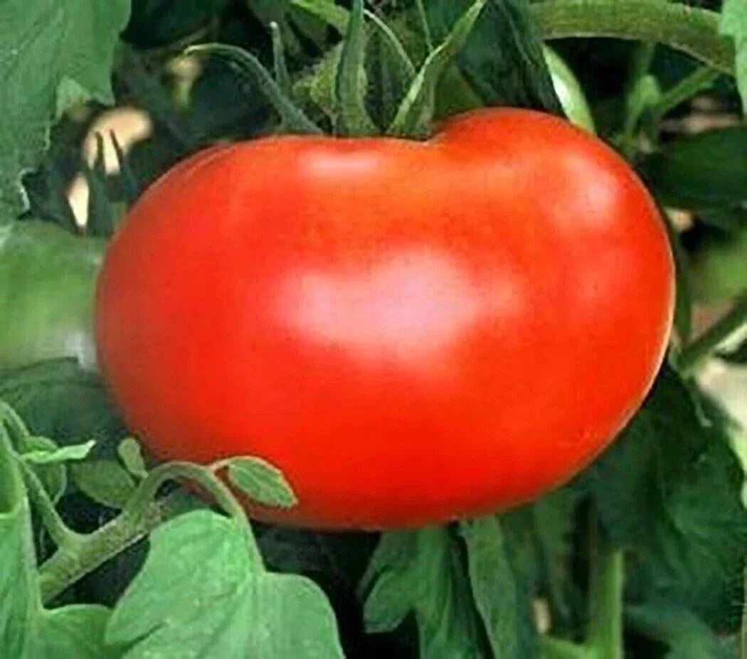 Big Boy Tomato Seeds - 120+ Organic Non-GMO Seeds - Solanum lycopersicum - High-Yielding, Disease Resistant, Juicy Tomatoes