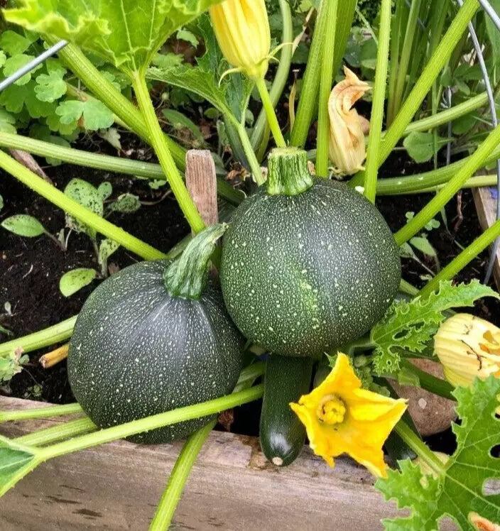 Round Zucchini Live Plants - 2 in 4" Pot - Green Summer Squash - Cucurbita pepo - Compact Bush-Type for Home Garden