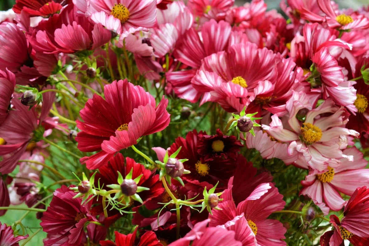 Cosmos Seeds Pack - 200+ Velouette Variety - Cosmos bipinnatus - USA Grown, Non-GMO, Attracts Pollinators, Easy to Grow