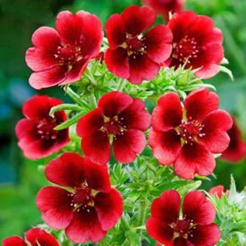 Monarch's Velvet Potentilla Seeds - 30 Organic Seeds - Golden Yellow Blooms - Potentilla fruticosa - USA Grown