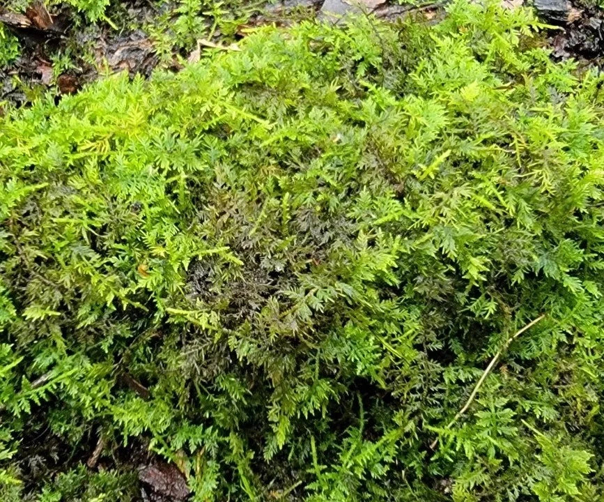 Feather Moss Terrarium 6"x9" Box - Live Organic Hypnum cupressiforme for Fairy Garden and Terrariums