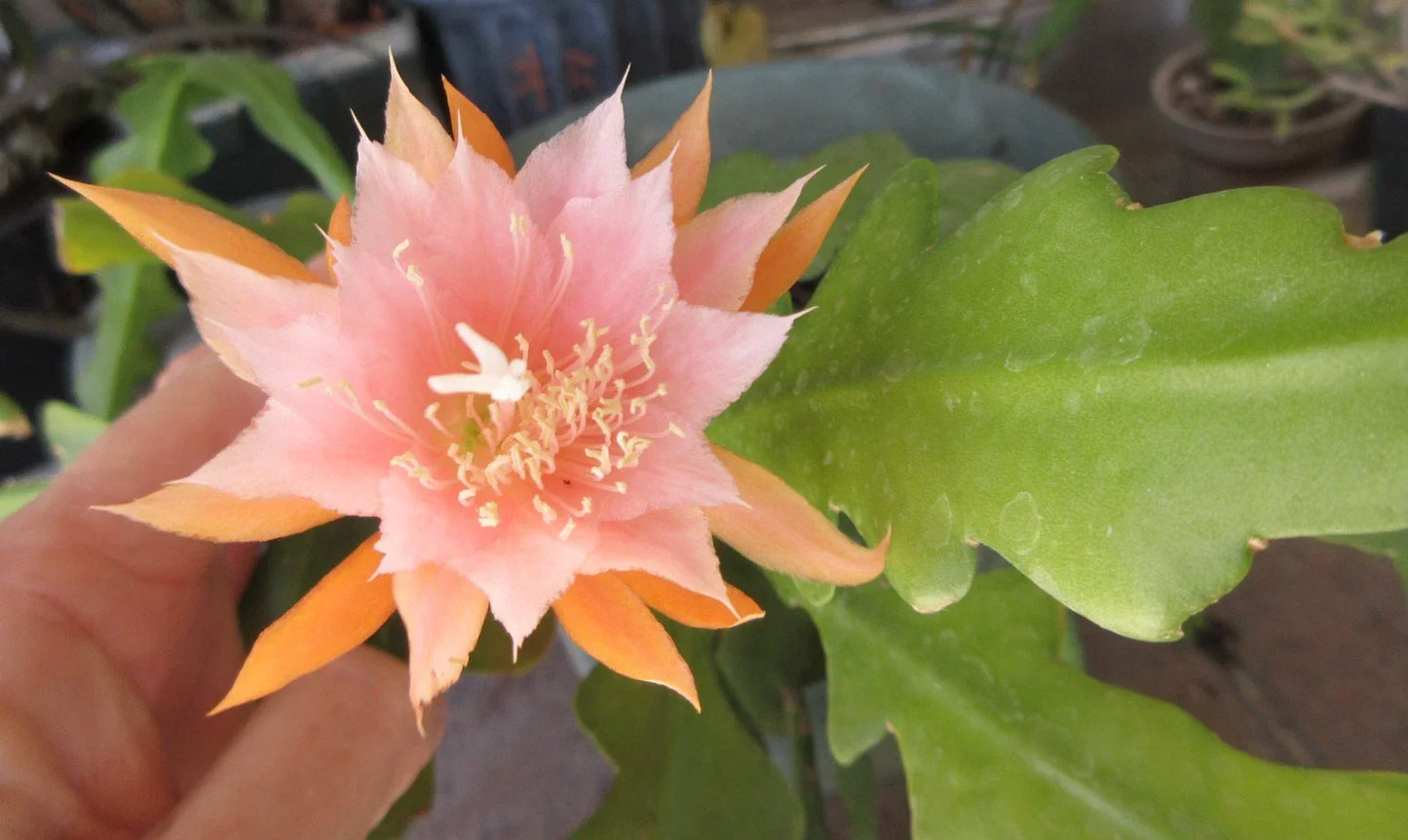 Epiphyllum 'Kaguyahame' Small Flower - 2 Rooted Stems - Rare Orchid Cactus Plant - Unique Houseplant - Epiphyllum spp.