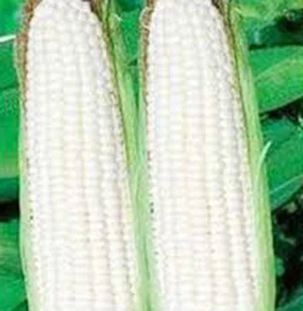 White Corn Seeds - 20+ Stowell's Evergreen Heirloom - Sweet Corn (Zea mays) - Non-GMO, Easy to Grow for Home Garden