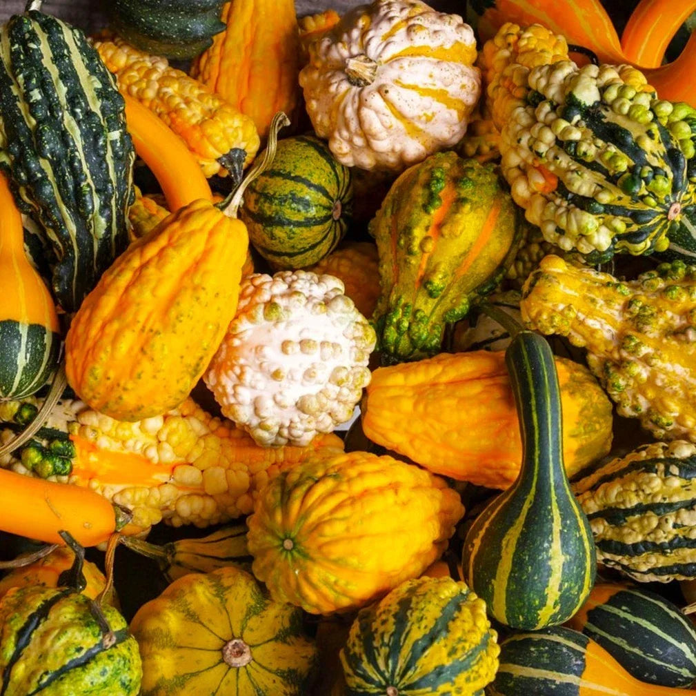 Small Warted Indy Mix Gourd Seeds - Miniature Ornamental Gourds for 2025 Planting (Cucurbita pepo) - Unique Garden Decor