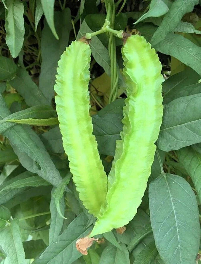 Winged Bean Plants Set - 4" Pot, High-Protein Edible Pods, Psophocarpus tetragonolobus, Tropical Legume, Live Vegetable