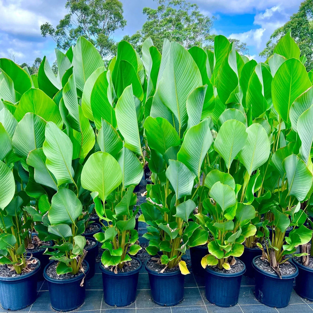 Cigar Calathea Seeds - 25+ Pack - Calathea 'Cigar' - Perfect for Garden Planting - USA