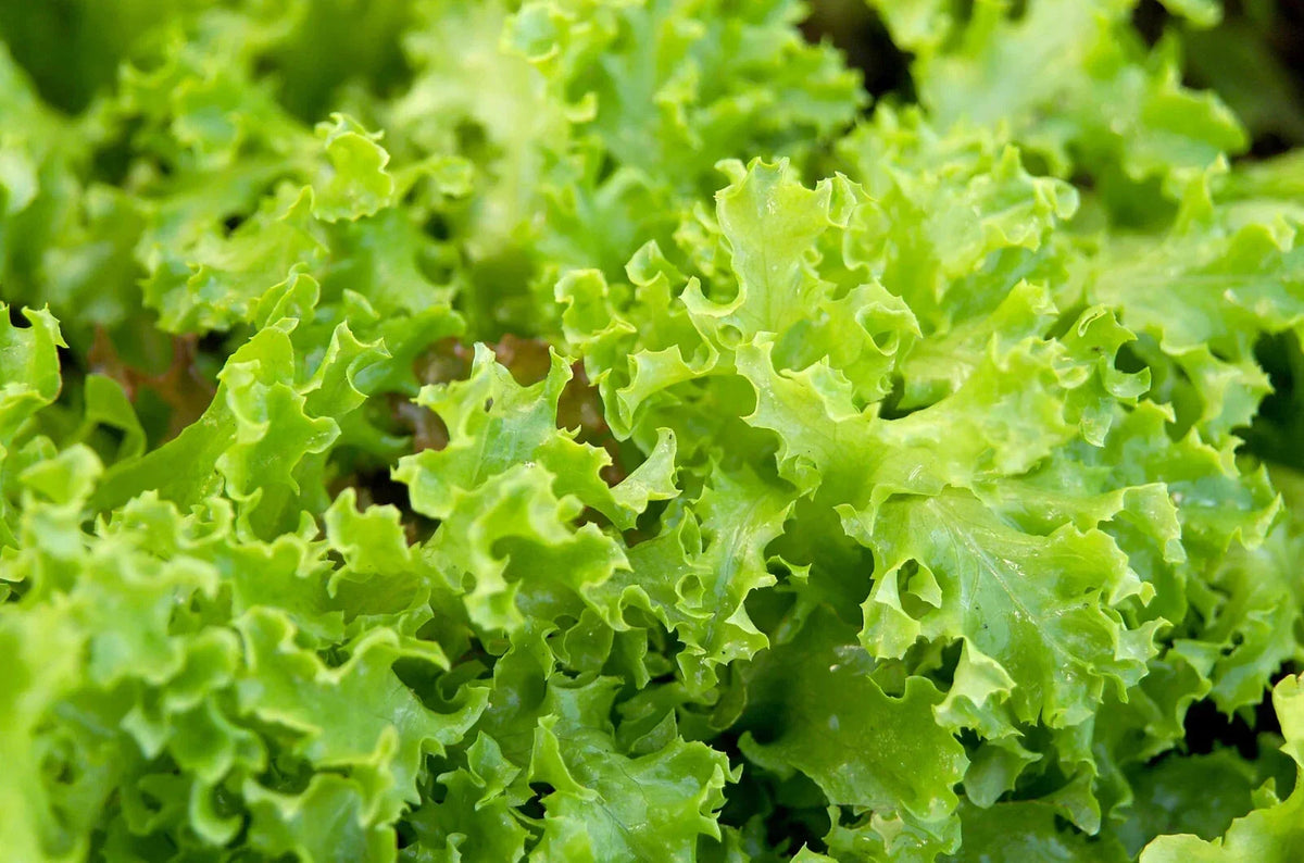 Organic Green Lettuce Seeds - 500 Pack - Non-GMO - Lactuca sativa - USA Grown Vegetable Seeds for Home Gardening