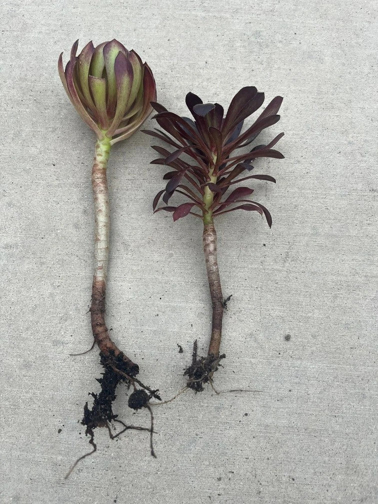 Rooted Succulent Plants - 2pcs Black Rose Aeonium 'Zwartkop' - Drought-Tolerant Indoor/Outdoor Decor - Aeonium Arboreum
