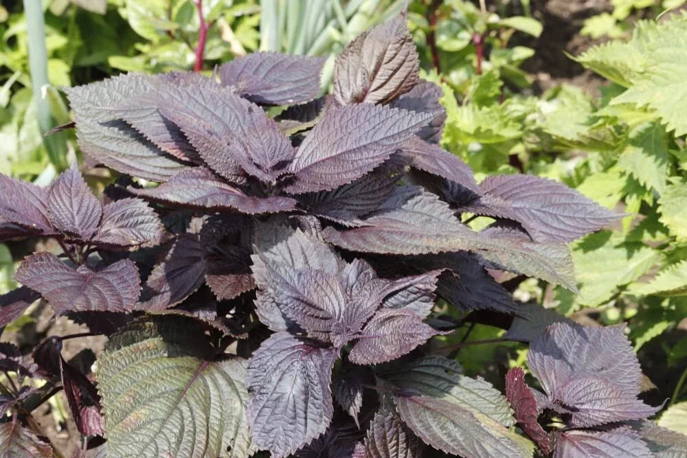 Red Shiso Seeds, 200+ Seeds, Asian Heirloom Herb, Perilla frutescens, Fragrant Cool Weather Plant for Culinary Use