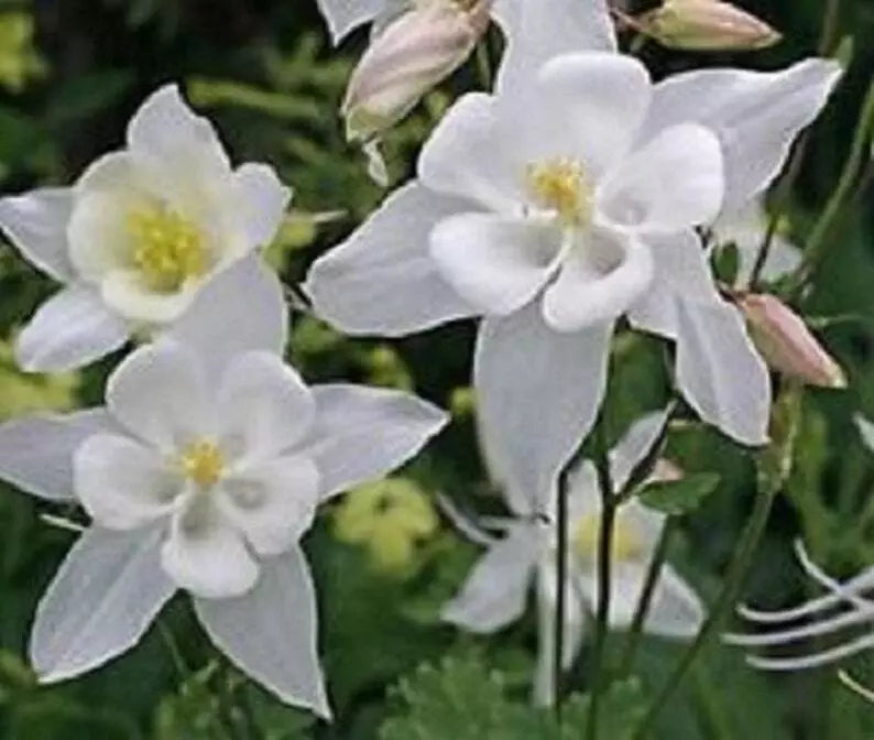 Columbine Seeds 20 Pure White Aquilegia - Hardy Perennial Flower Seeds for Garden, Attracts Pollinators, Fresh for 2025