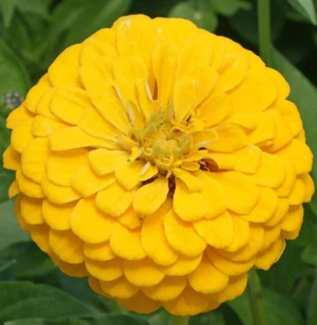 Canary Bird Zinnia Seeds Pack - 200+ Yellow Annual Flower Seeds for Garden - Zinnia elegans, Attracts Butterflies & Bees