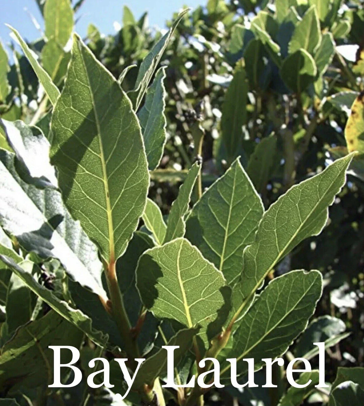 Sweet Laurel Bay Tree Cuttings - 50 Count - Laurus nobilis - Aromatic Culinary Herb for Garden or Indoor Use