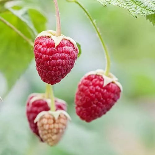 Red Raspberry Seeds - 200 Count - Rubus idaeus - USA Made - Sweet & Juicy Variety for Home Gardening