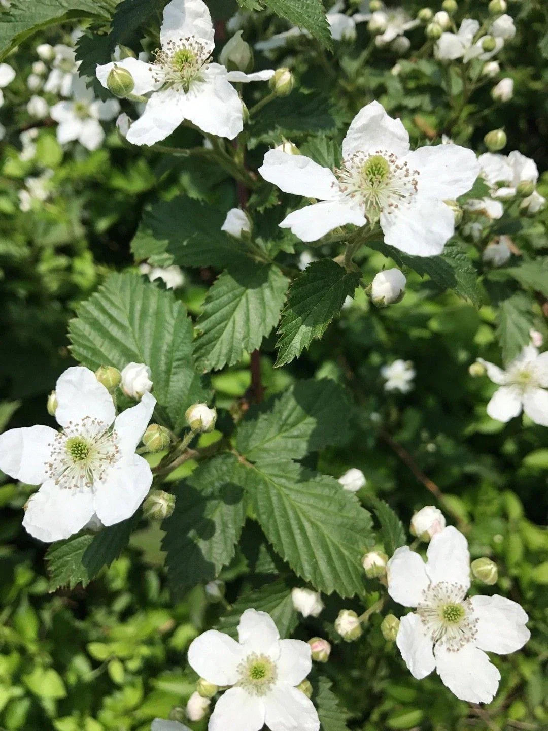 Southern Blackberry Plants 2-3ft Live Fast-Growing Rubus fruticosus | Abundant Fruit for Gardens