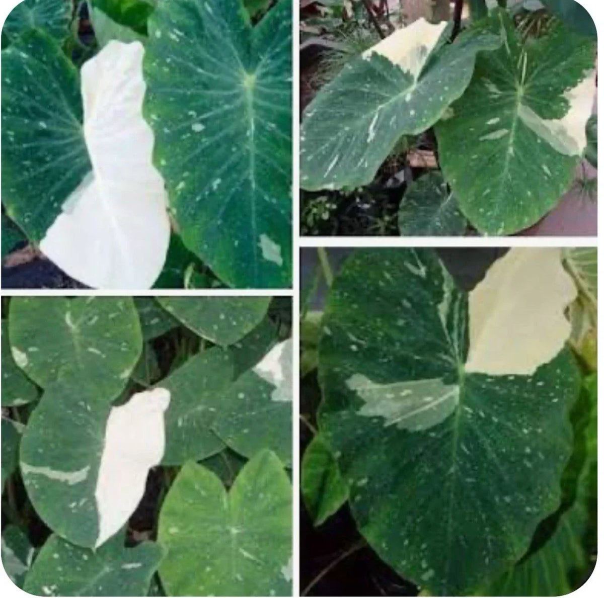 Elephant Ear Plant Small Rooted Starter Colocasia esculenta Tropical Foliage Houseplant