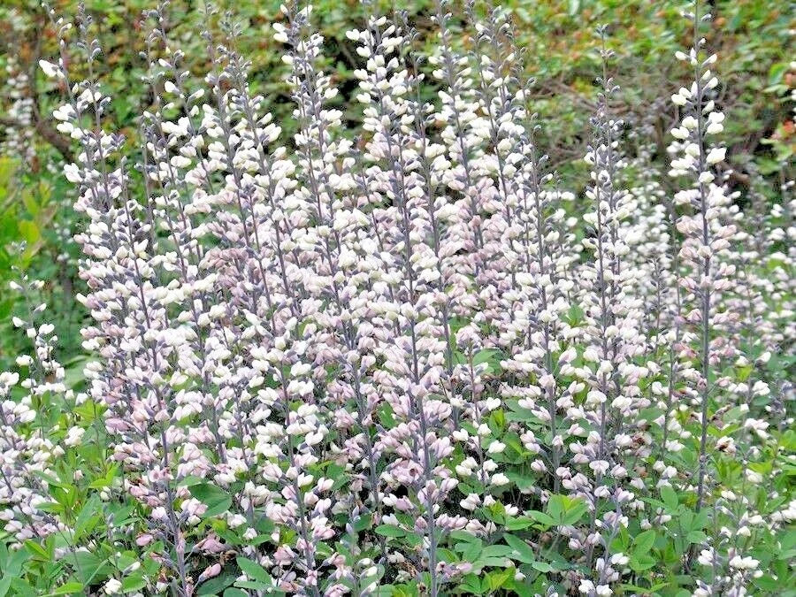 White Wild False Indigo Seeds - 50+ Perennial Native Wildflower - Nitrogen-Fixing Baptisia alba - Attracts Pollinators