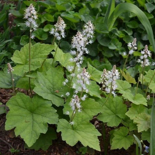 Foamflowers Bare-root Plant - Shade-Loving Perennial Groundcover - Tiarella cordifolia - Hardy Flora for Gardens