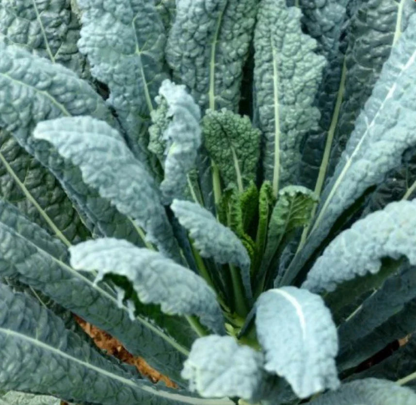 Lacinato Kale Seeds 4000 Count Non-GMO Italian Dinosaur Kale Brassica oleracea var. sabellica for Home Gardens